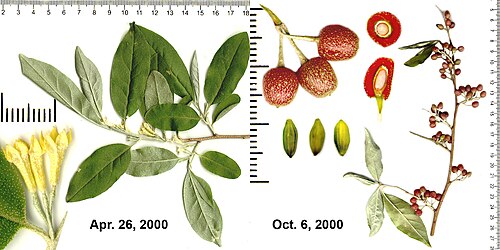 Autumn olive: Elaeagnus umbelata leaves, flowers, fruits, and seeds