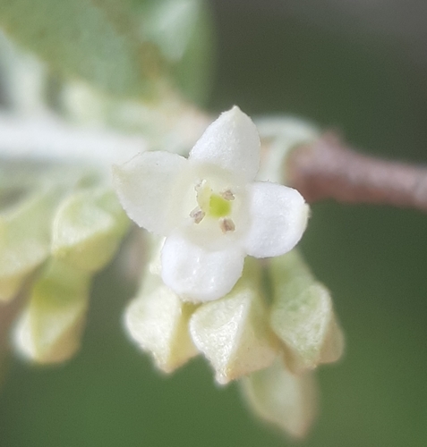 Autumn olive (Elaeagnus umbellata)