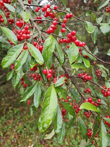 Autumn olive (Elaeagnus umbellata)