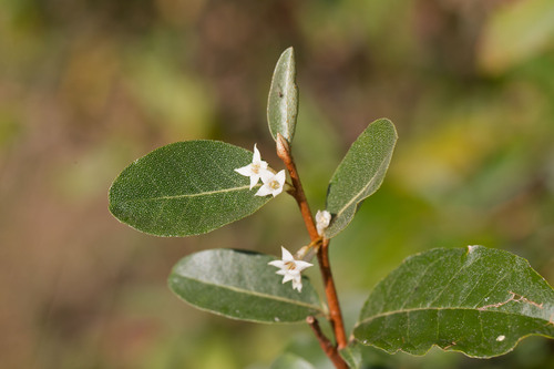 Autumn olive