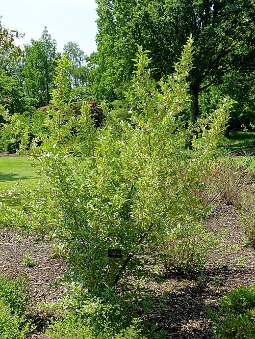 Autumn olive: Horticultural specimen in Savill Garden - Windsor Great Park, England.
