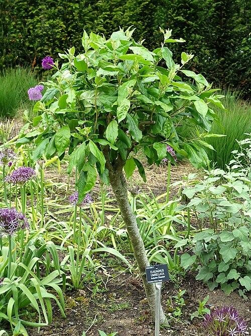 Autumn olive: Horticultural specimen in Sir Harold Hillier Gardens - Romsey, Hampshire, England.