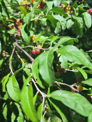 Autumn olive (Elaeagnus umbellata)