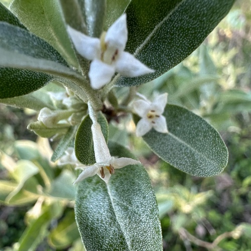 Autumn olive (Elaeagnus umbellata)