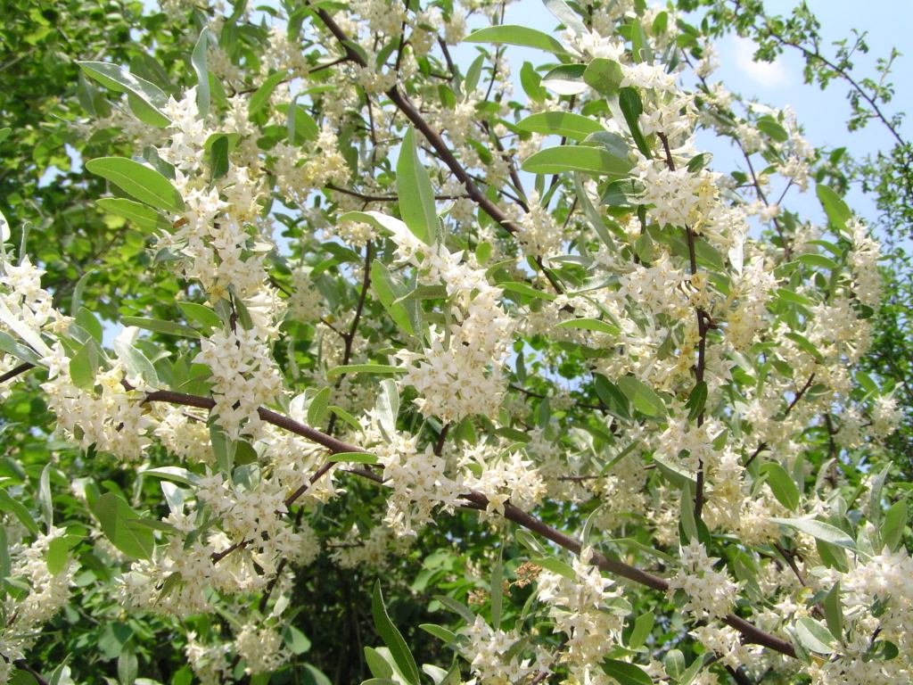 Autumn olive: Korallen-Ölweide Blüte