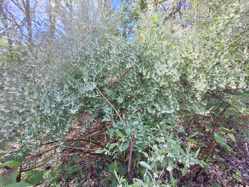Autumn olive (Elaeagnus umbellata)