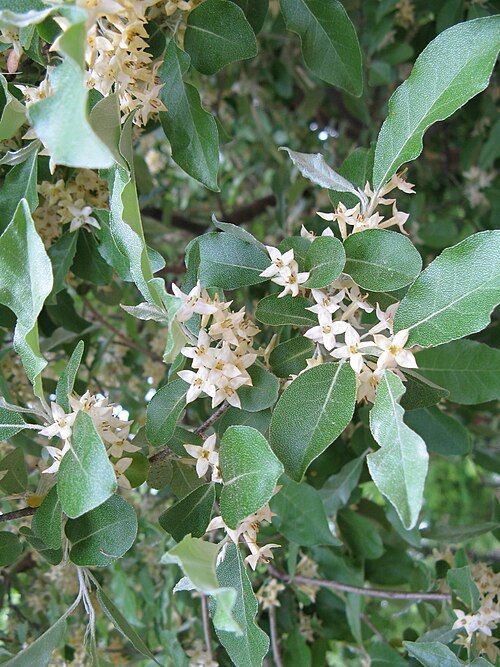 Autumn olive: Elaeagnus umbellata