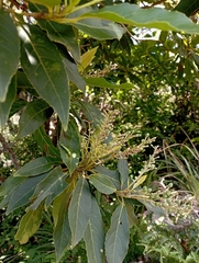 Elaeocarpus argenteus (Elaeocarpus argenteus)