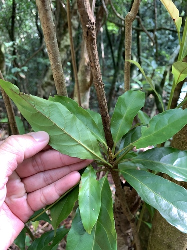 Elaeocarpus argenteus (Elaeocarpus argenteus)