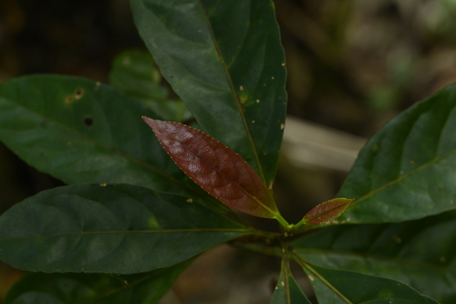 Elaeocarpus argenteus (Elaeocarpus argenteus)