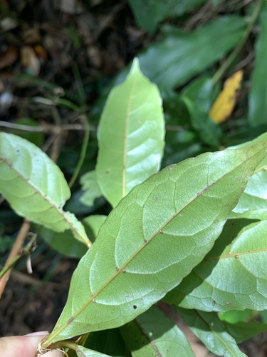 Elaeocarpus argenteus (Elaeocarpus argenteus)