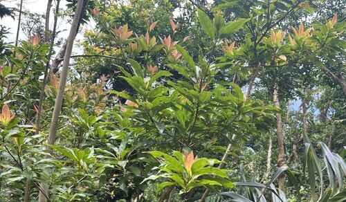 Elaeocarpus argenteus (Elaeocarpus argenteus)
