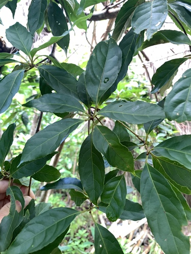 Elaeocarpus argenteus (Elaeocarpus argenteus)