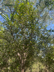 Elaeocarpus arnhemicus (Elaeocarpus arnhemicus)