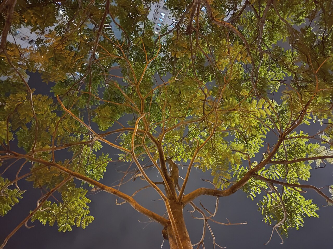 Elaeocarpus balansae: HK zh:愛秩序灣 Aldrich Bay zh:愛信道 Oi Shun Road tree zh:大葉杜英 Elaeocarpus balansae night in May 2022