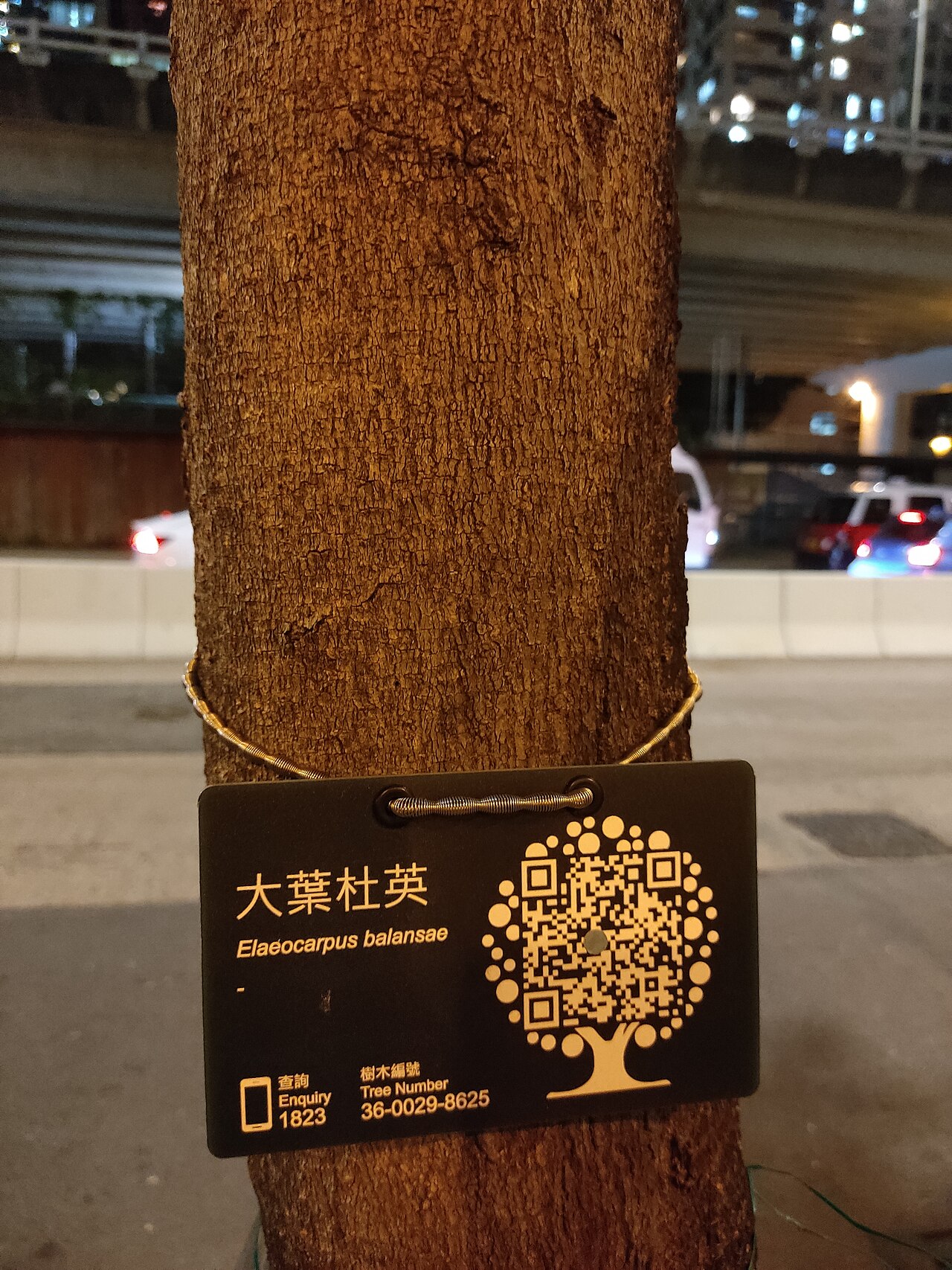 Elaeocarpus balansae: HK zh:愛秩序灣 Aldrich Bay zh:愛信道 Oi Shun Road tree zh:大葉杜英 Elaeocarpus balansae night in May 2022