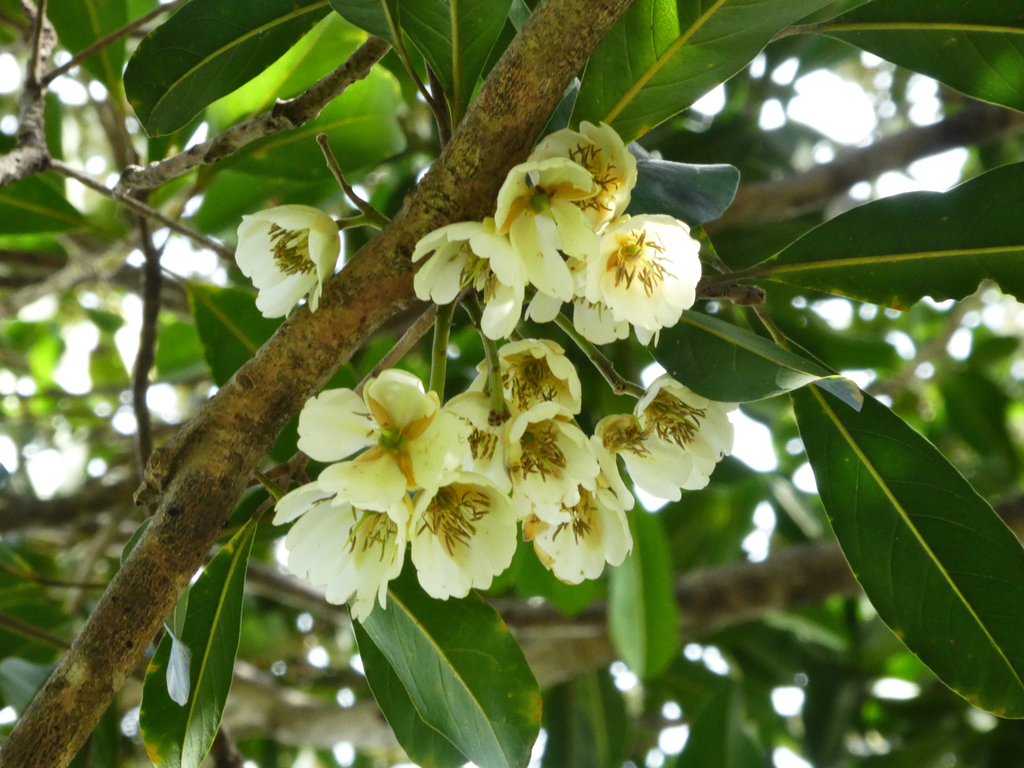 Ebony heart (Elaeocarpus bancroftii)