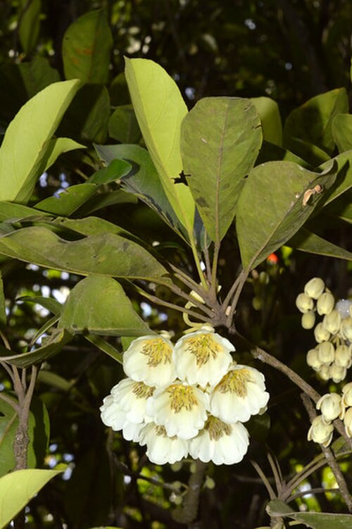 Ebony heart: Elaeocarpus bancroftii in flower
