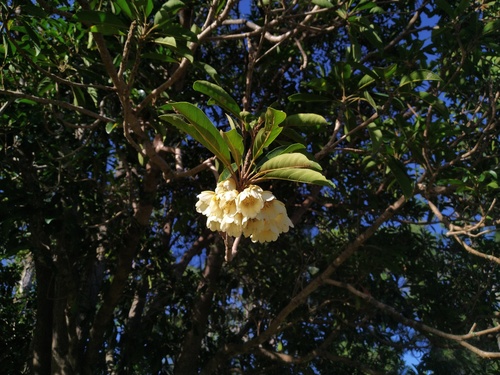 Ebony heart (Elaeocarpus bancroftii)