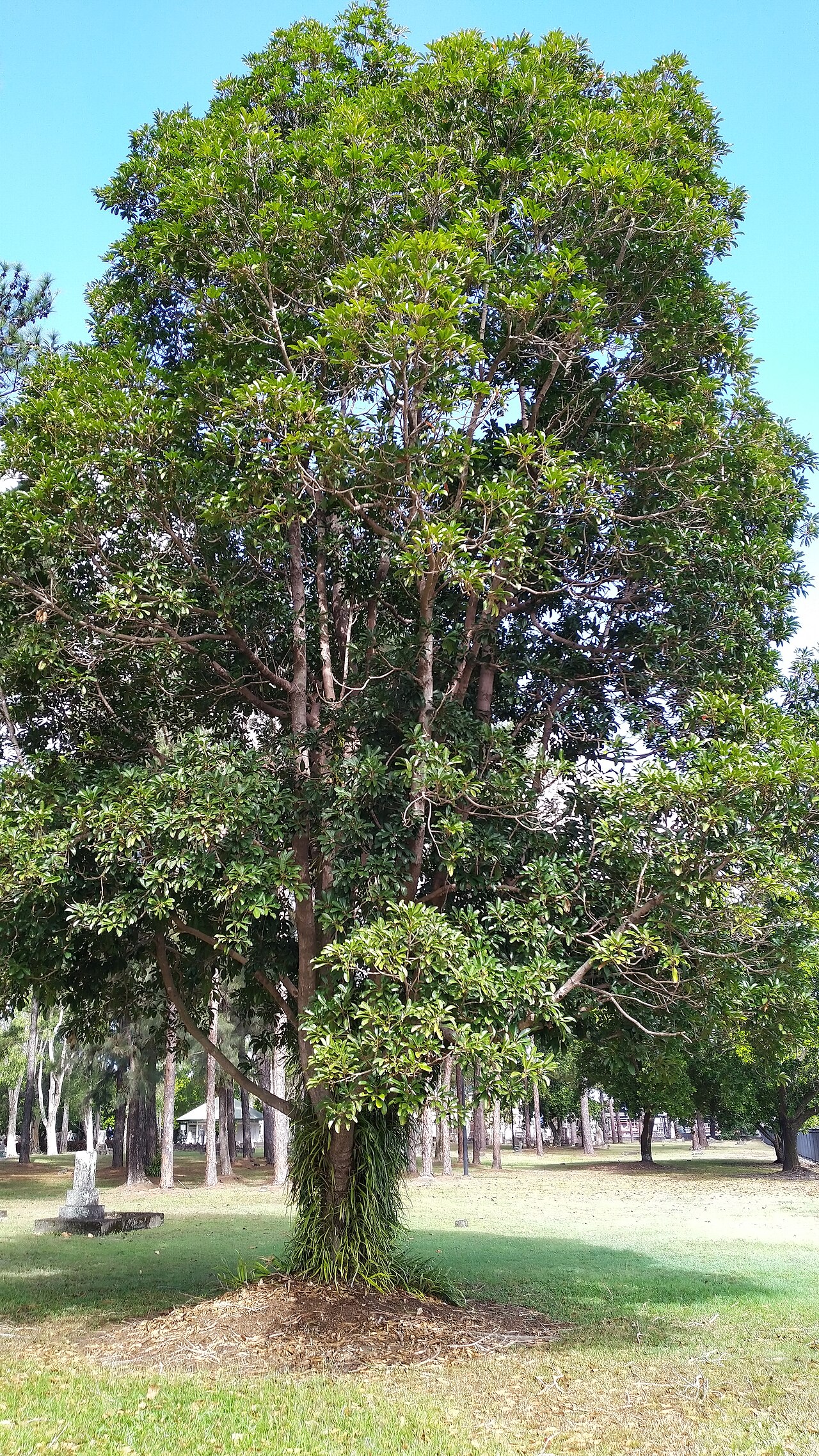 Ebony heart: Kuranda Quandong (Elaeocarpus bancroftii) growing in the McLeod Street Pioneer Cemetary, Cairns.