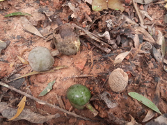 Ebony heart (Elaeocarpus bancroftii)