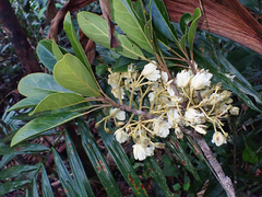Ebony heart (Elaeocarpus bancroftii)