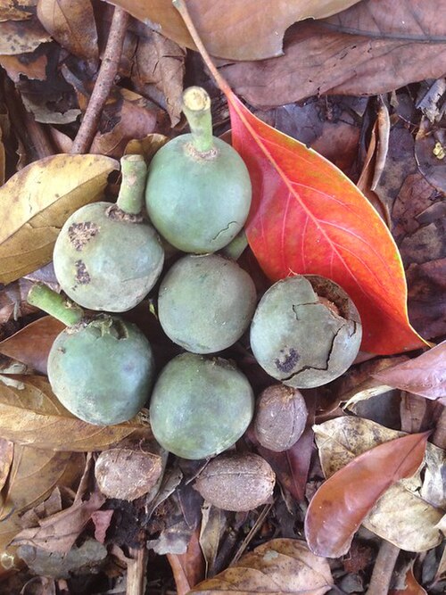 Ebony heart: Elaeocarpus bancroftii fruit and nuts