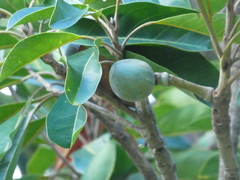 Ebony heart (Elaeocarpus bancroftii)