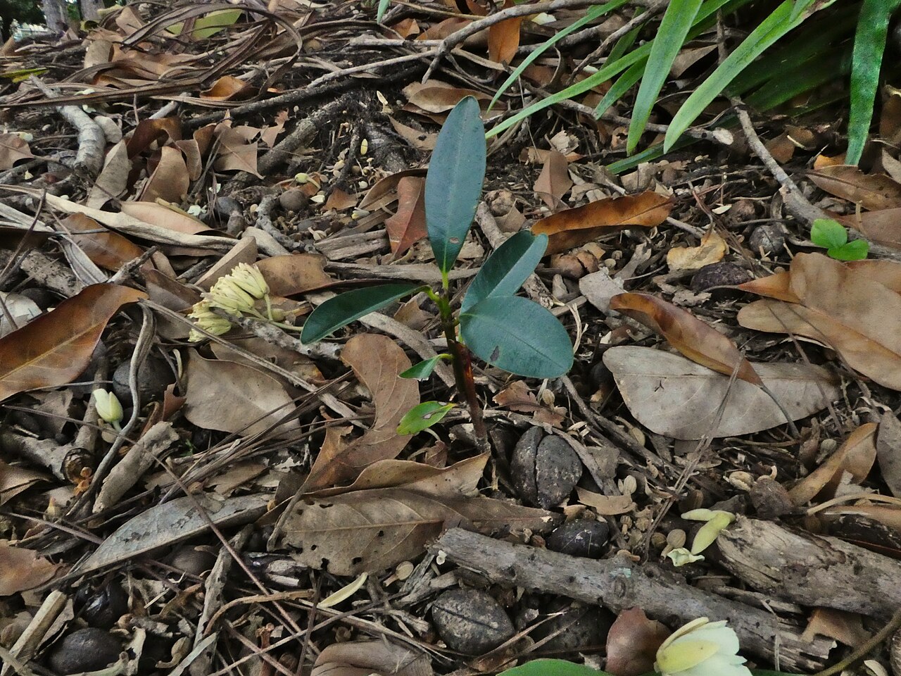Ebony heart: Elaeocarpus bancroftii seedling, Cairns, July 2021