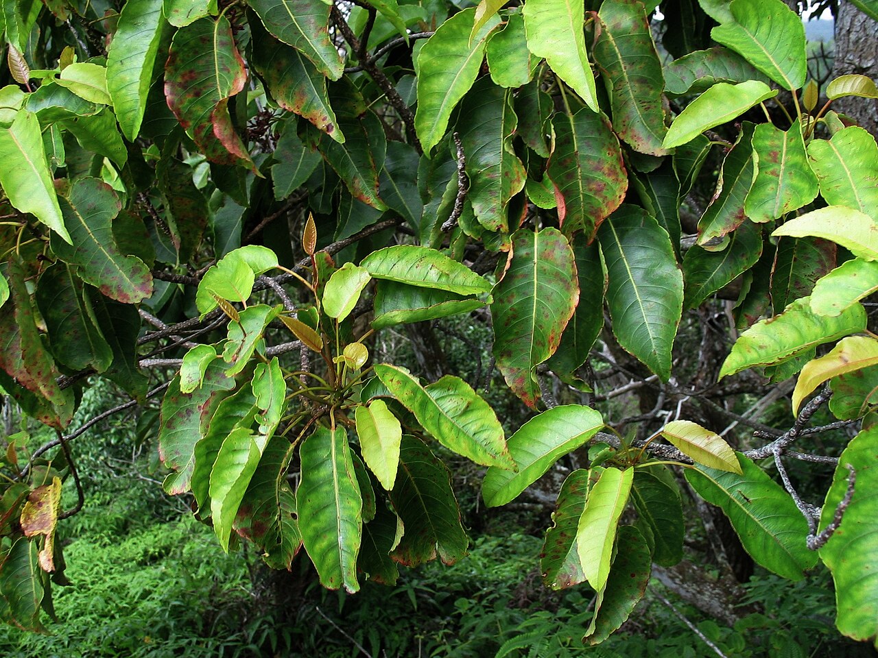 Kalia: Elaeocarpus bifidus is a medium-sized evergreen tree found in rainforests on Kaua'i and O'ahu.