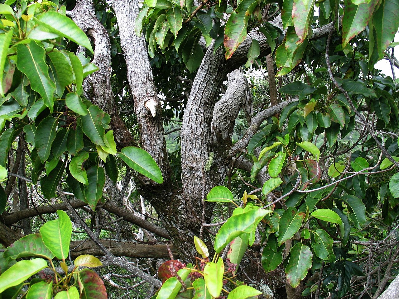 Kalia: Kalia Elaeocarpaceae Endemic to the Hawaiian Islands Kalauao Trail, Oʻahu