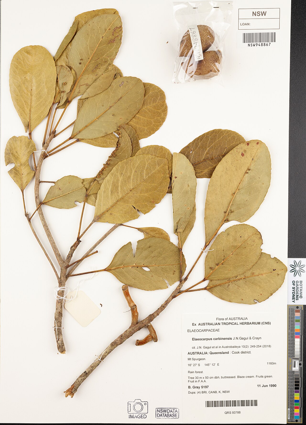 Elaeocarpus carbinensis: Elaeocarpus carbinensis herbarium specimen