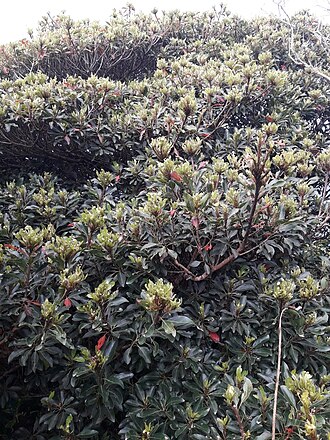 Elaeocarpus costatus: Elaeocarpus costatus