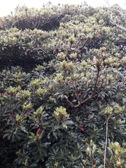 Elaeocarpus costatus (Elaeocarpus costatus)