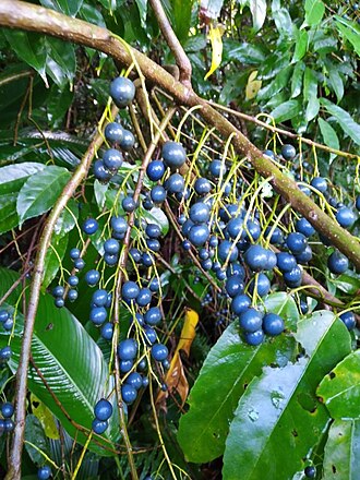 Michael's quandong: Elaeocarpus culminicola in heavy fruit