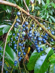 Michael's quandong (Elaeocarpus culminicola)