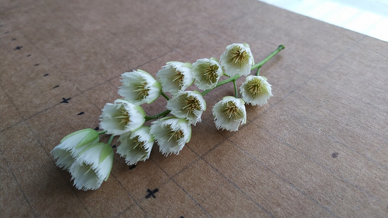 Michael's quandong: Inflorescence of Elaeocarpus culminicola on a 1cm grid. Cairns, Queensland, September 2020