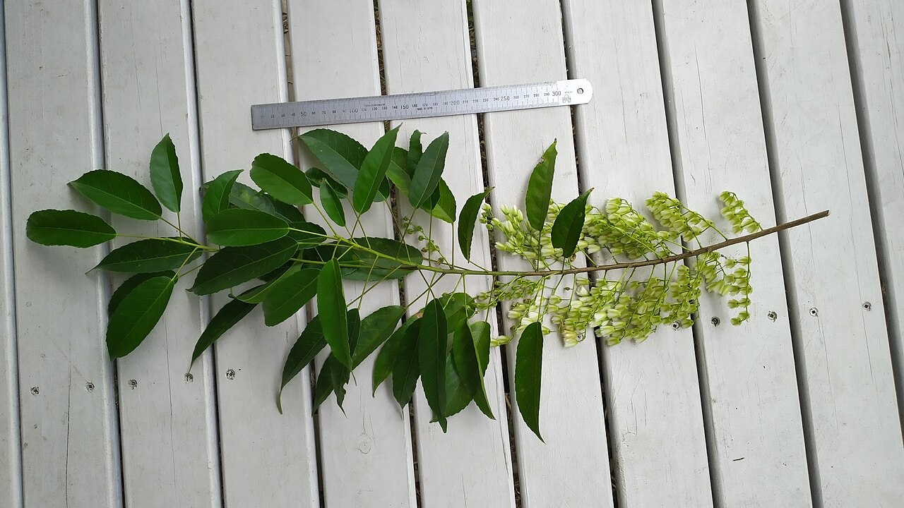 Michael's quandong: Flowering branch of Elaeocarpus culminicola in Cairns, Queensland, September 2020