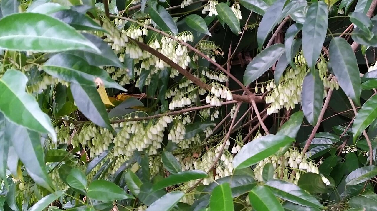 Michael's quandong: Elaeocarpus culminicola leaves and flowers