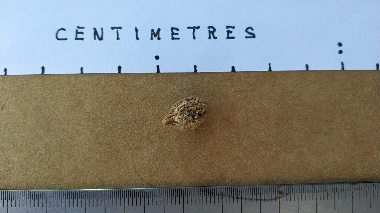 Michael's quandong: Seed of Elaeocarpus culminicola