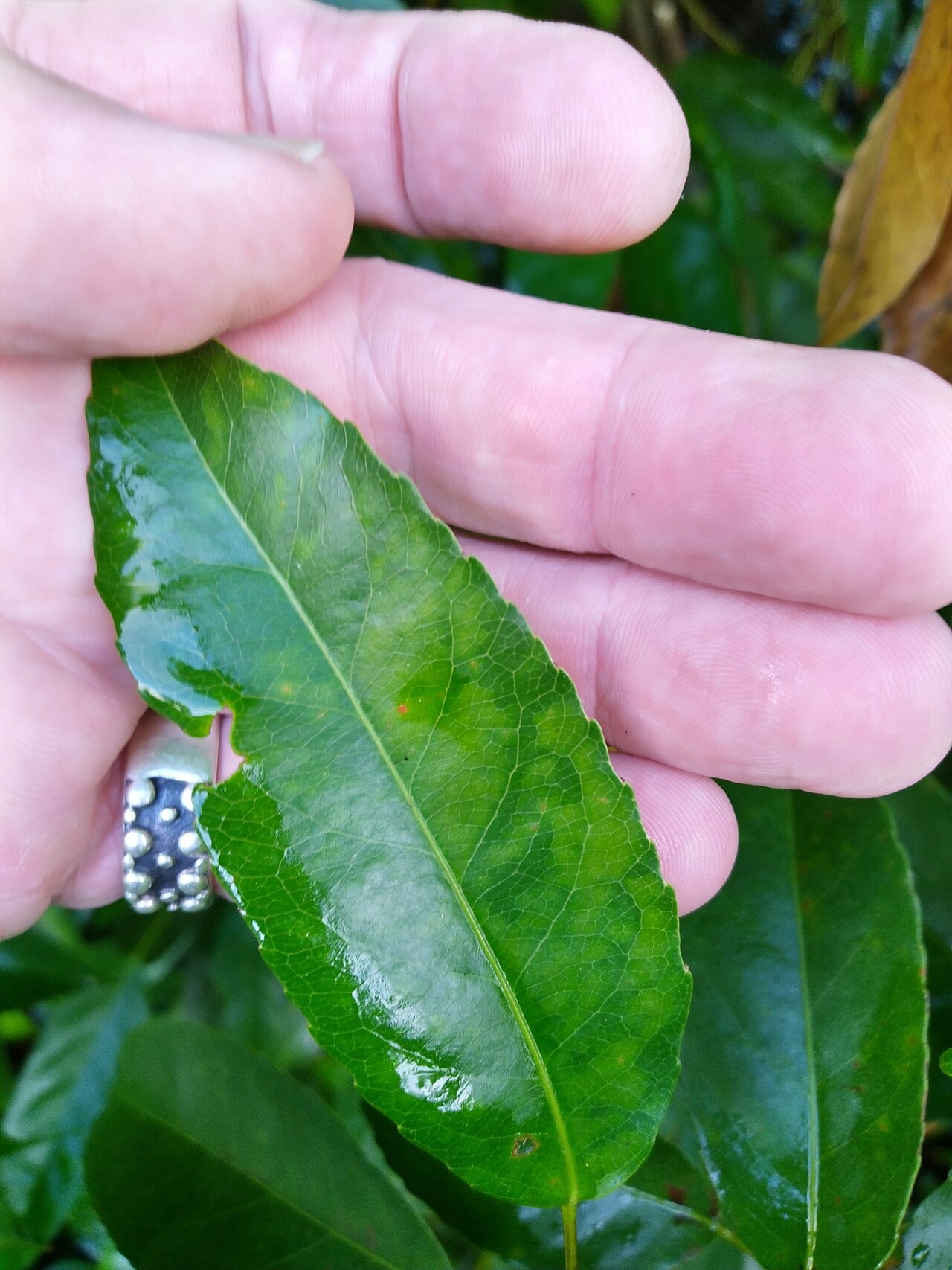 Michael's quandong: Leaf of Elaeocarpus culminicola growing in Cairns, Queensland, April 2020