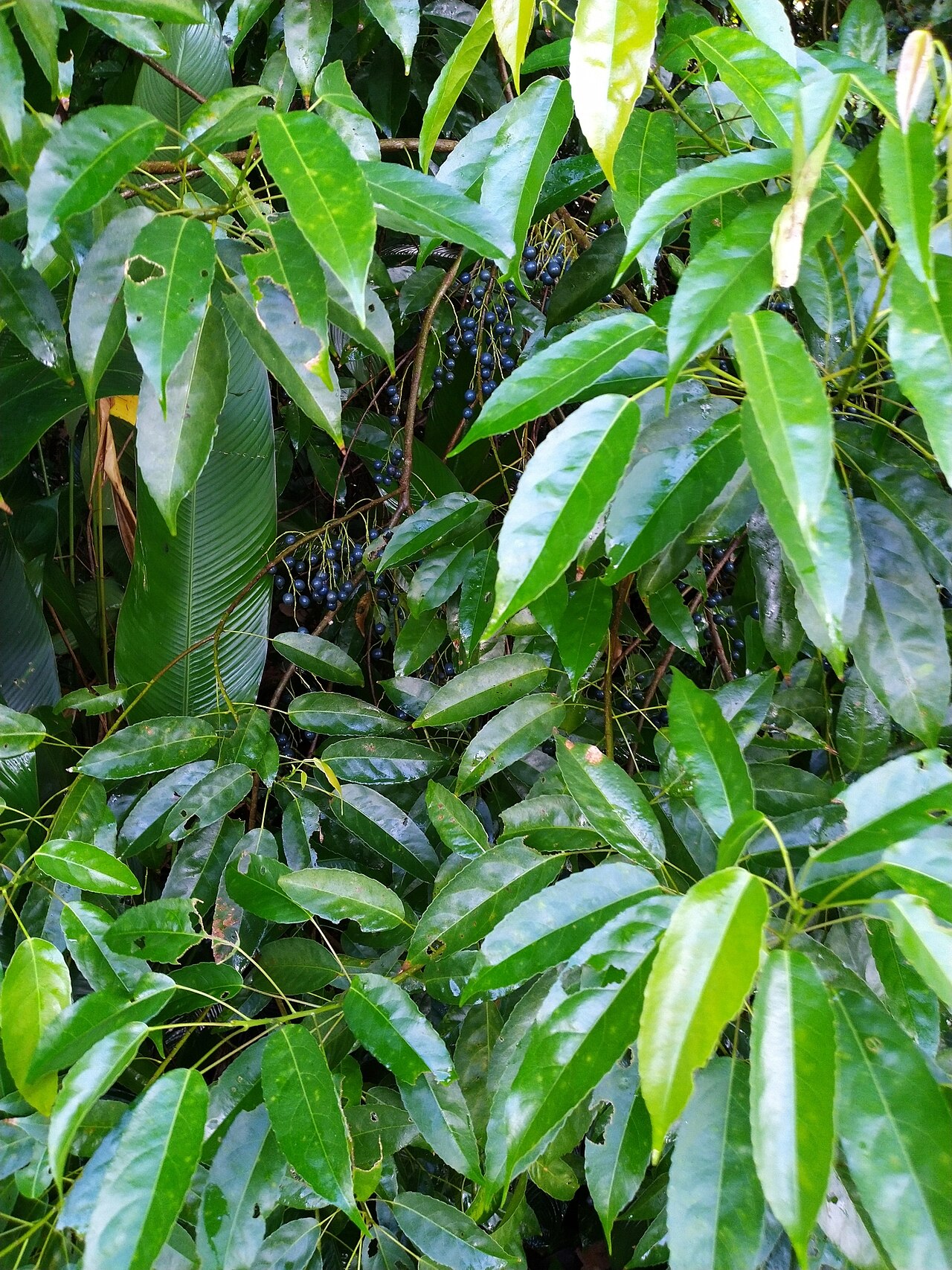 Michael's quandong: Foliage and ripe fruit of Elaeocarpus culminicola in Cairns, Queensland, April 2020