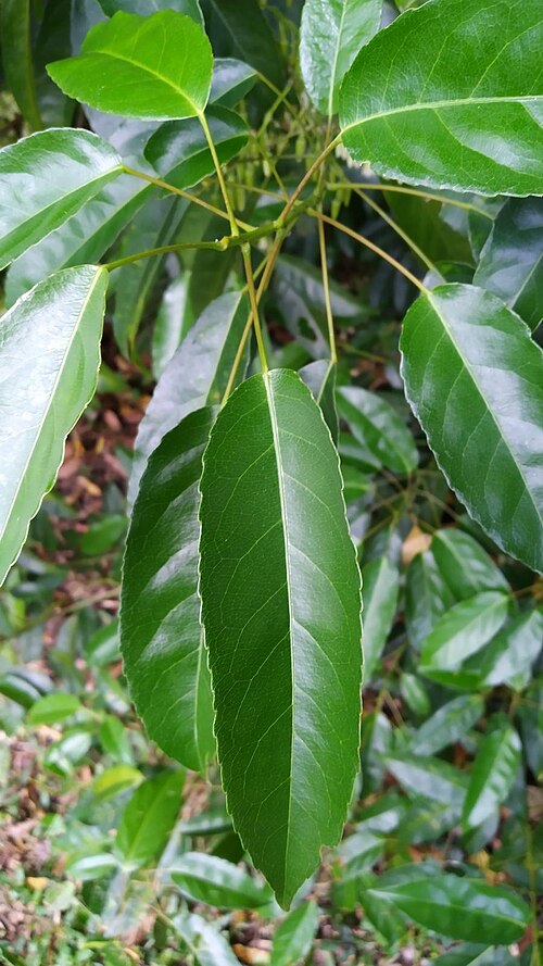 Michael's quandong: Leaves of Elaeocarpus culminicola, a member of the Elaeocarpaceae family