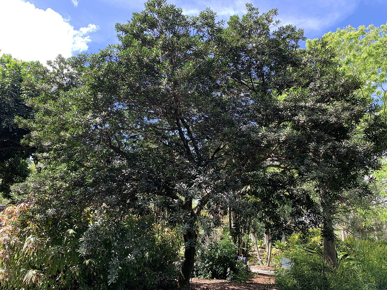 Japanese blueberry tree: Elaeocarpus decipiens at Mounts Botanical Garden, West Palm Beach, Florida, USA