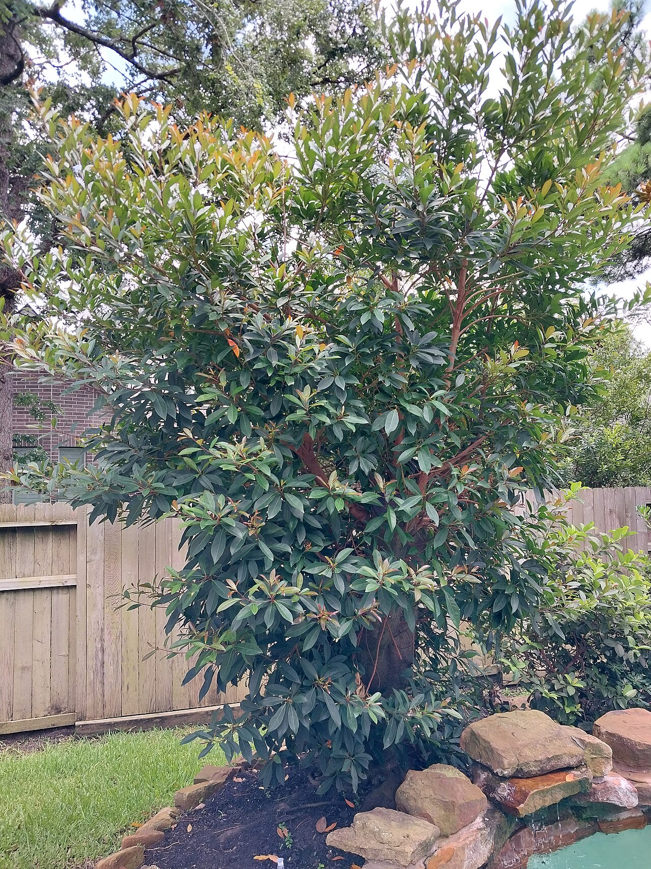 Japanese blueberry tree: A photo of a Japanese blueberry tree in The Woodlands, Texas
