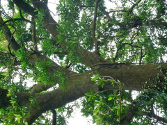 Japanese blueberry tree (Elaeocarpus decipiens)