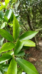 Japanese blueberry tree (Elaeocarpus decipiens)