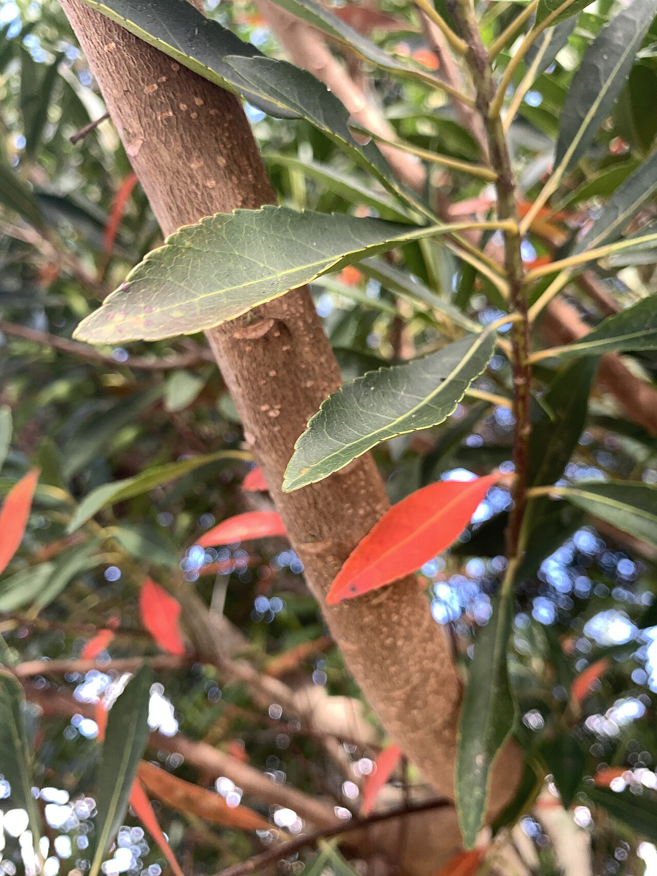 Japanese blueberry tree: Elaeocarpus decipiens in Boynton Beach, Florida, USA