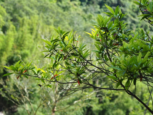 Japanese blueberry tree (Elaeocarpus decipiens)