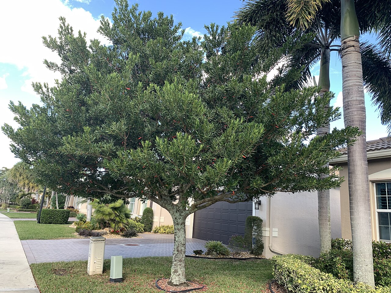 Japanese blueberry tree: Elaeocarpus decipiens in Boynton Beach, Florida, USA
